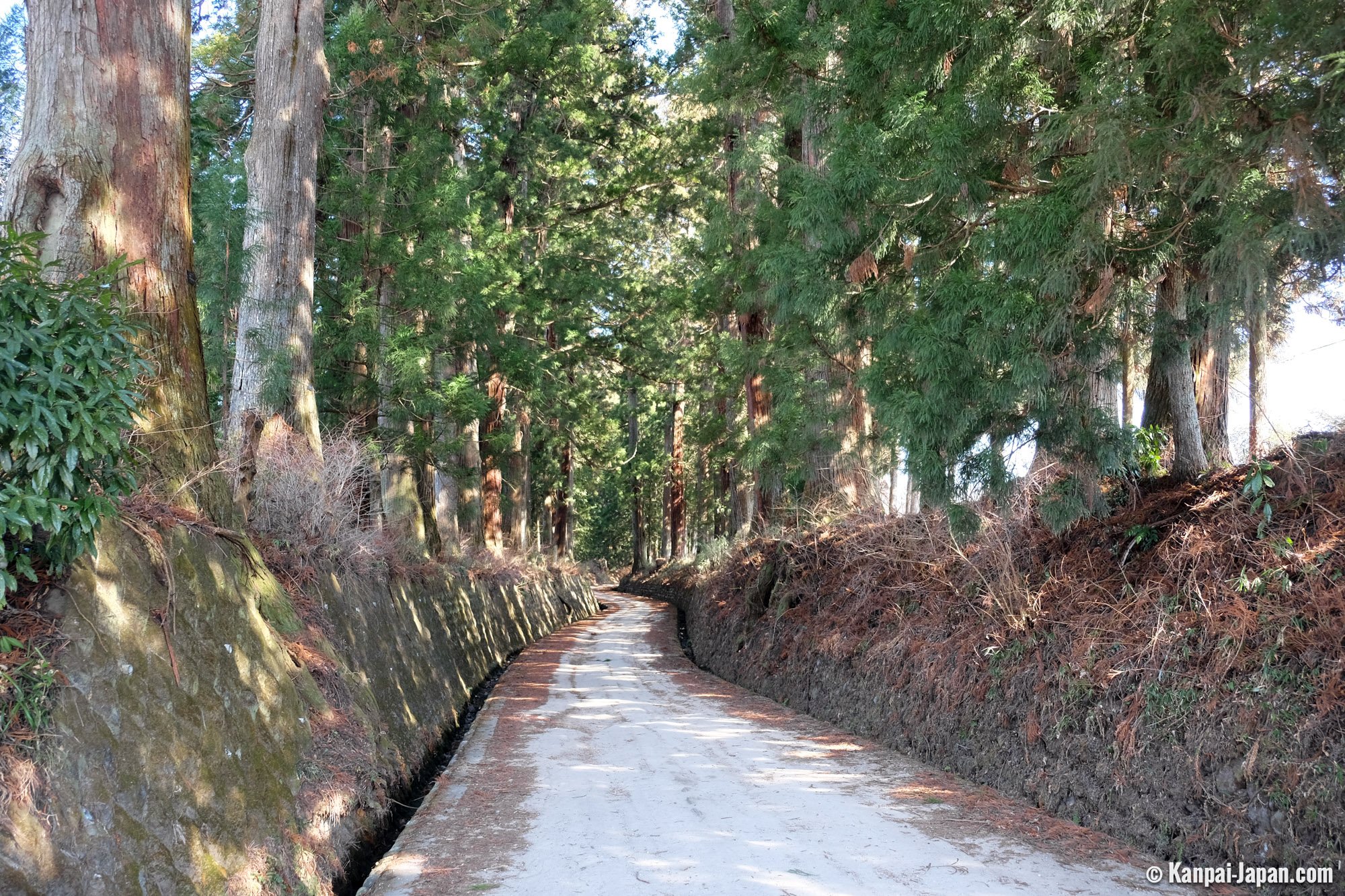 🌳 삼나무 가로수 공원(스기나미키 코엔) 이미지 7